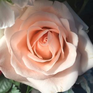 Meet your Posher, Ellen